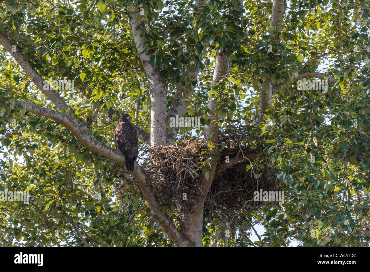 young bald eagle and nest at BC Canada Stock Photo