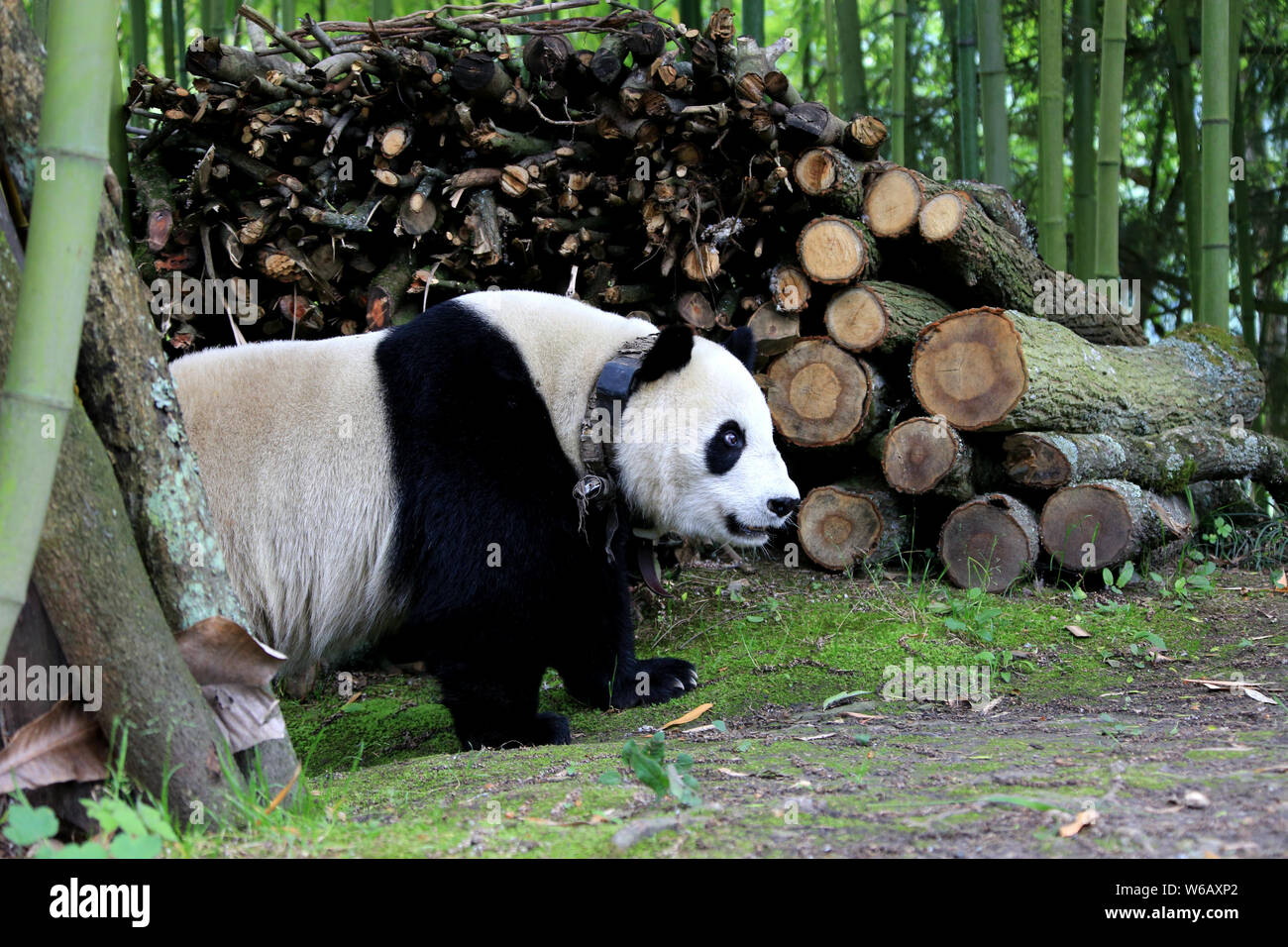 как можно назвать панду. имя для панды мальчика. циньлинская панда. гигантская панда в китае. как назвать панду.