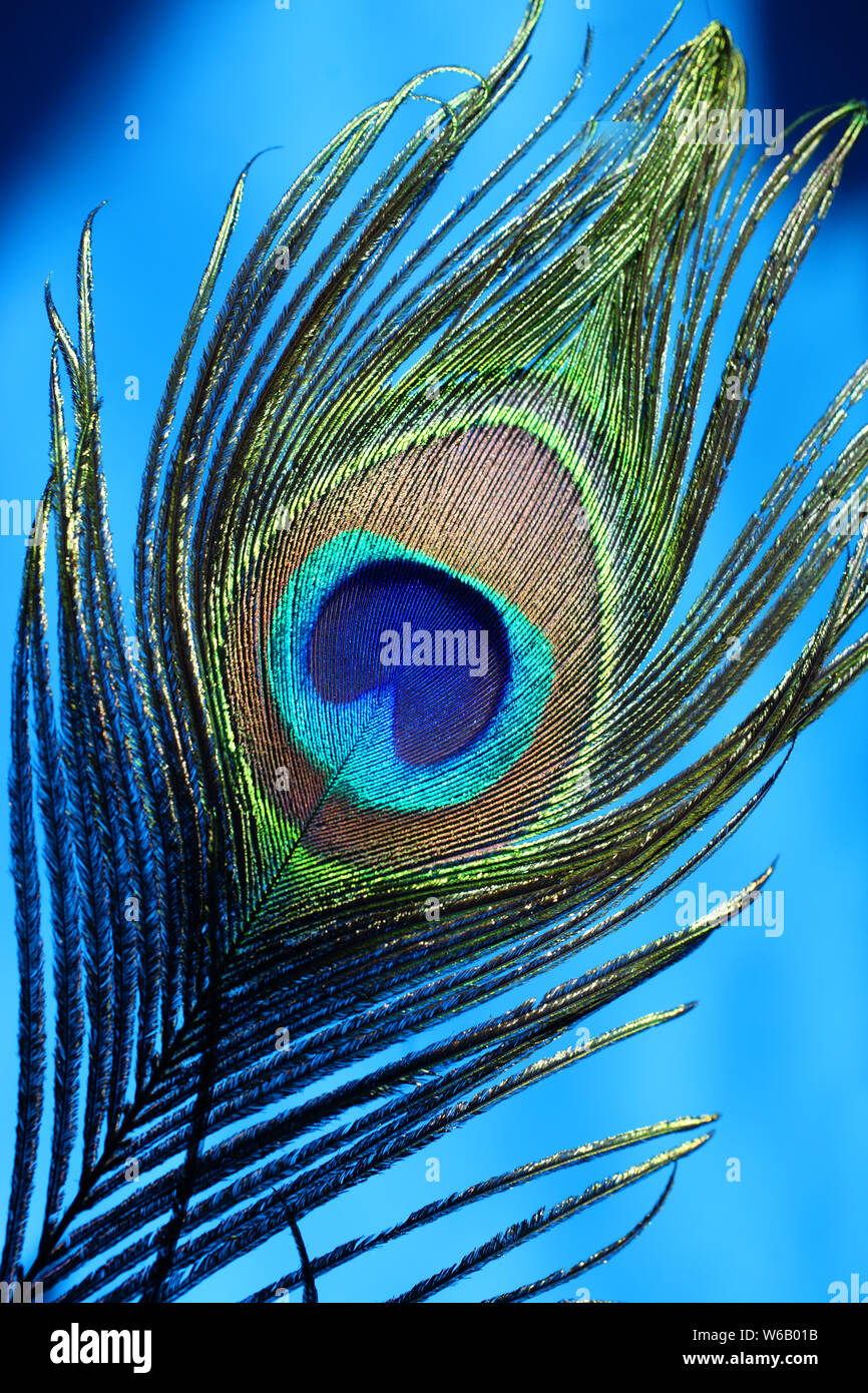 Peacock feather on blue background Stock Photo - Alamy