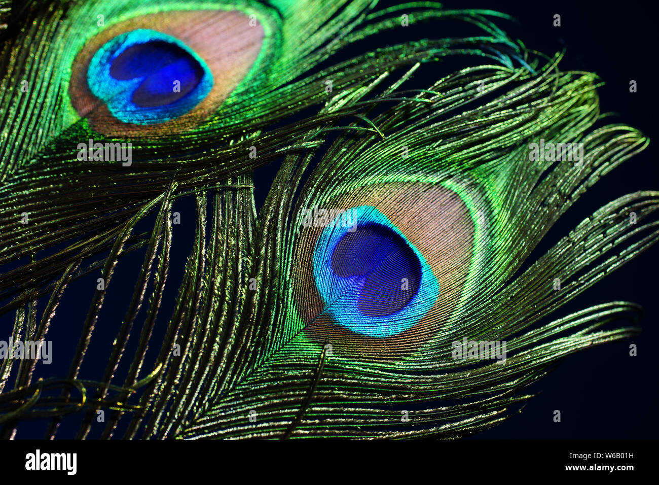 Peacock feather on black background Stock Photo - Alamy