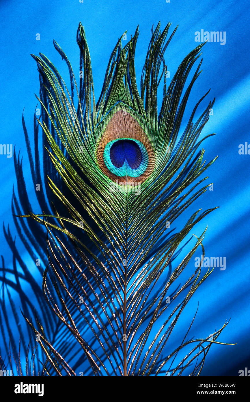 Peacock feather on blue background Stock Photo