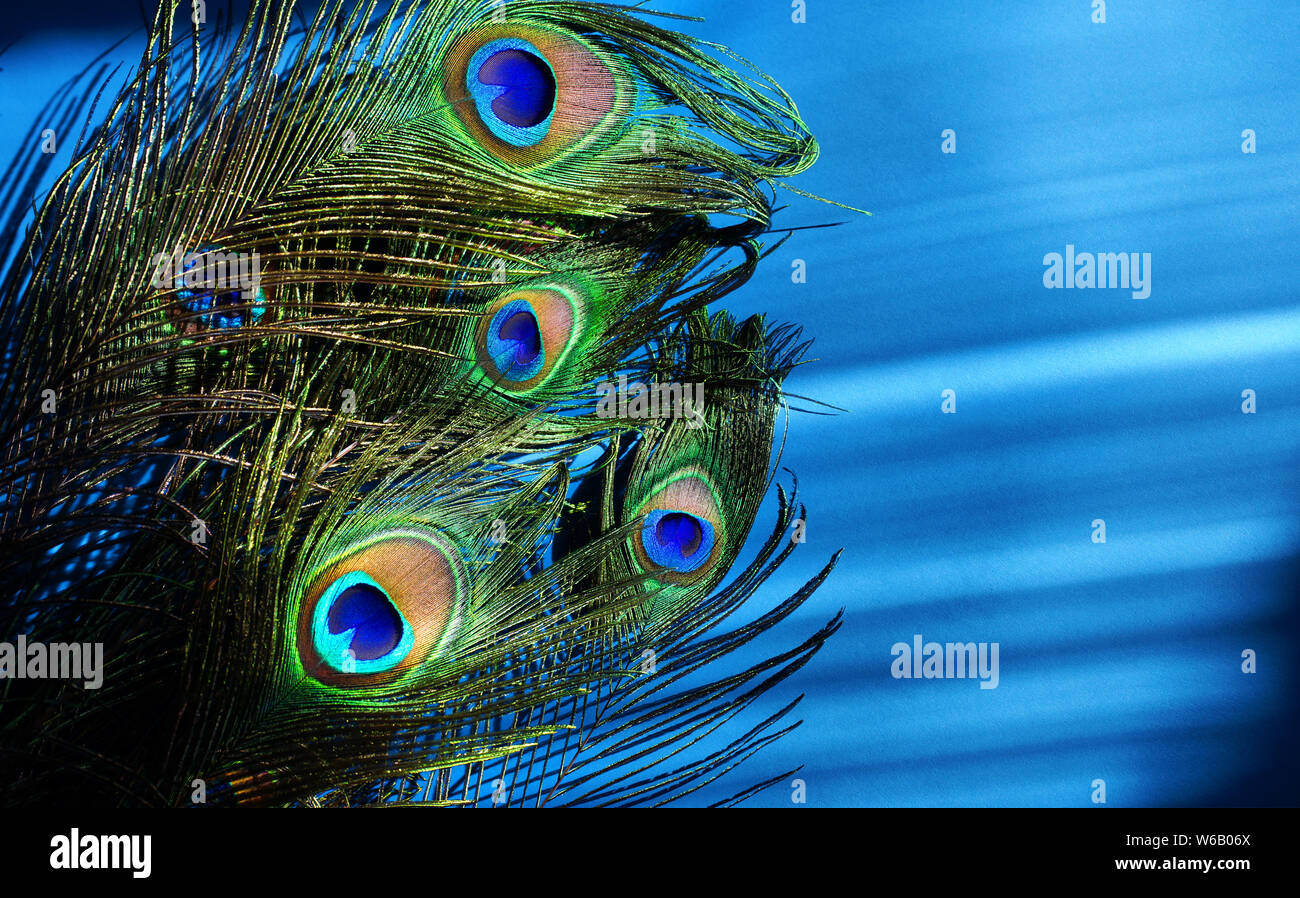 Peacock feather on blue background Stock Photo