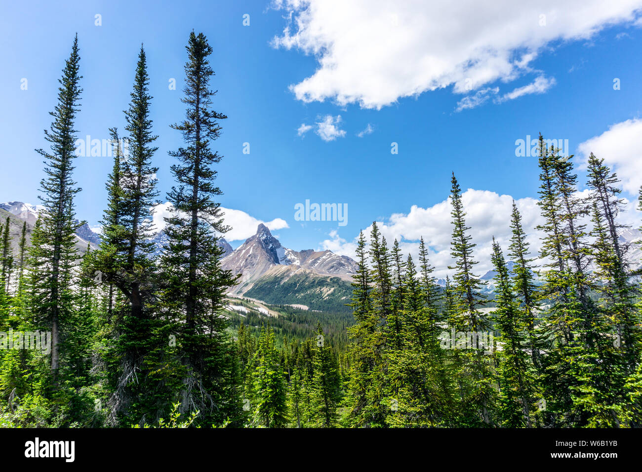 Hilda Peak peers through tall pine trees on Parker Ridge hiking trail along the Icefields Parkway in Jasper National Park. Stock Photo