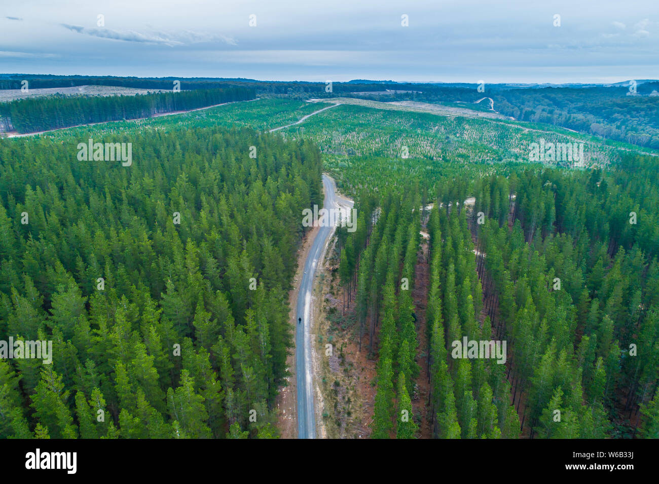 Lonely Person Walking On Rural Road Among Pine Trees Forest In