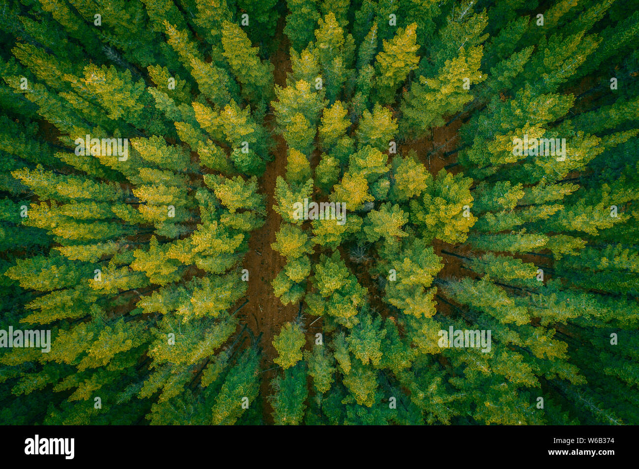 Beautiful aerial top down view of pine tree tops at sunset Stock Photo -  Alamy