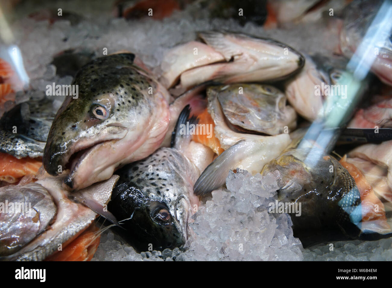 Frozen tuna heads behind glass counter at the supermarket Stock Photo