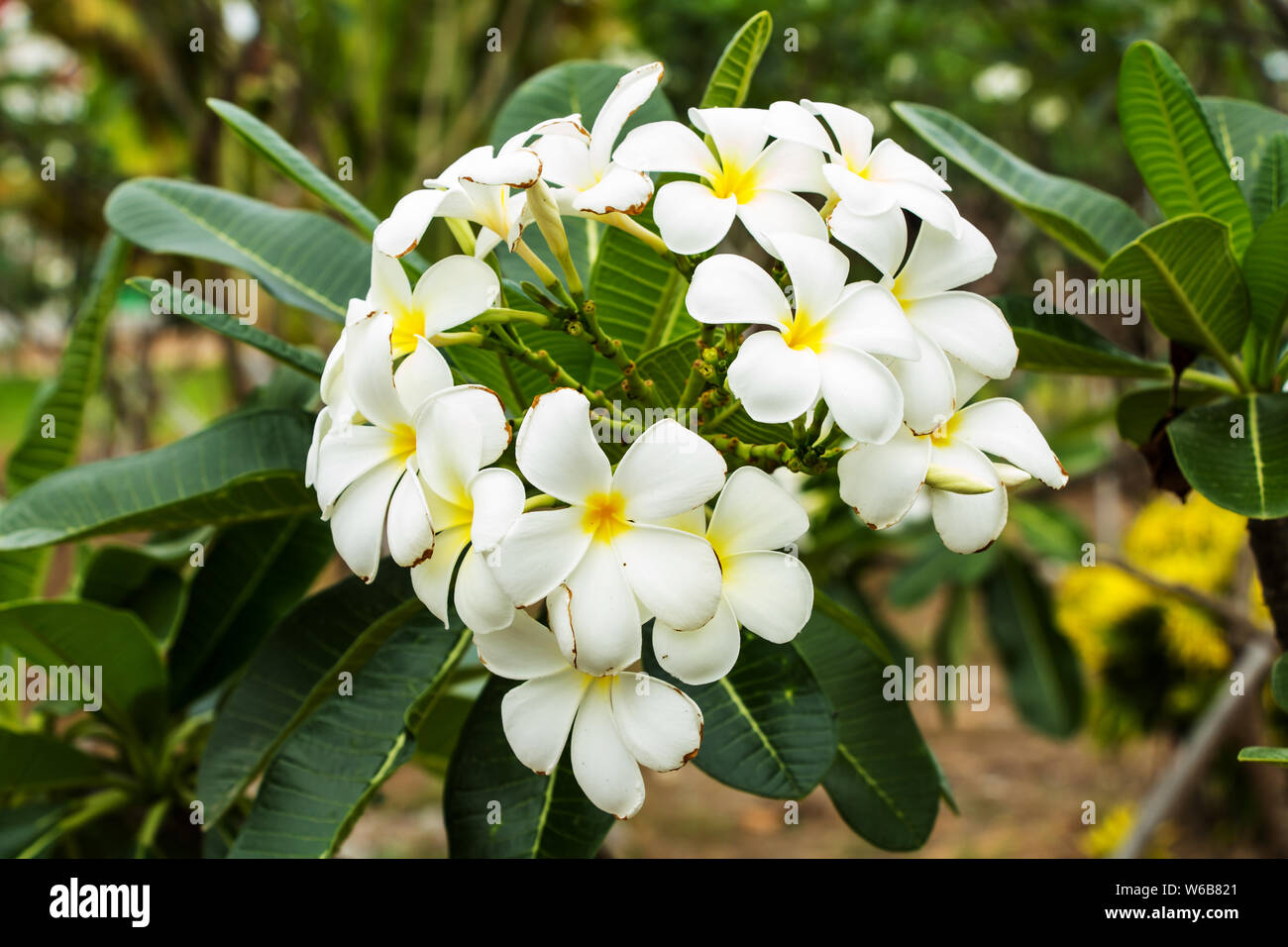 Plumaria flowers and green leaf Stock Photo