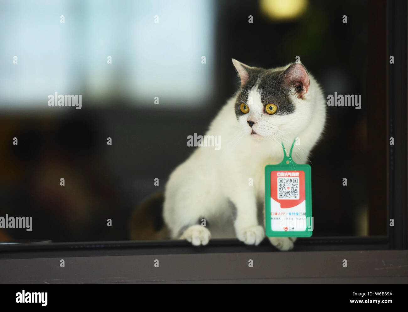 A cat with a QR code via the mobile app of Alibaba's online to offline (O2O) service platform Koubei and online payment service Alipay scanned for pay Stock Photo