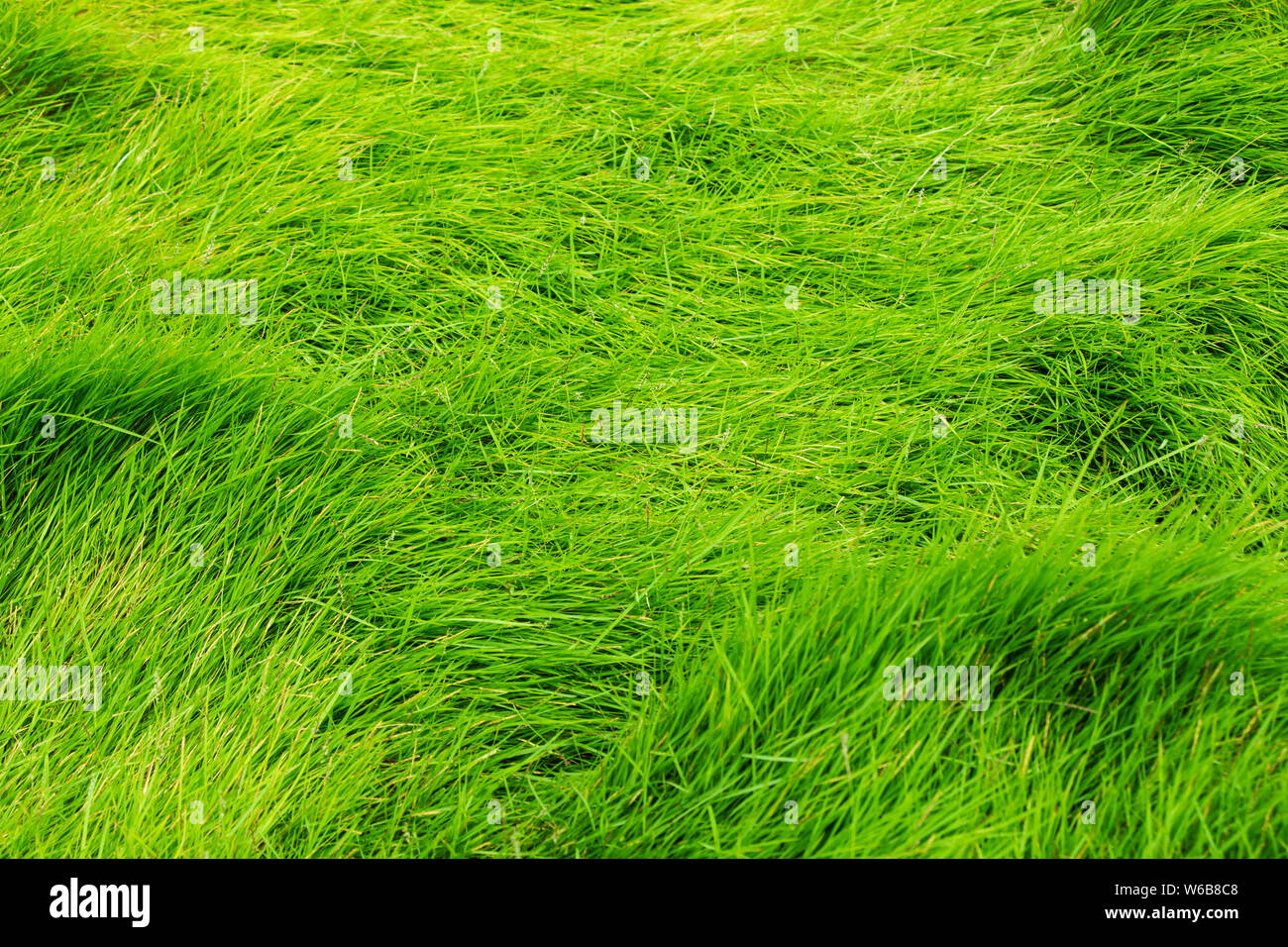Green grass texture background Stock Photo - Alamy