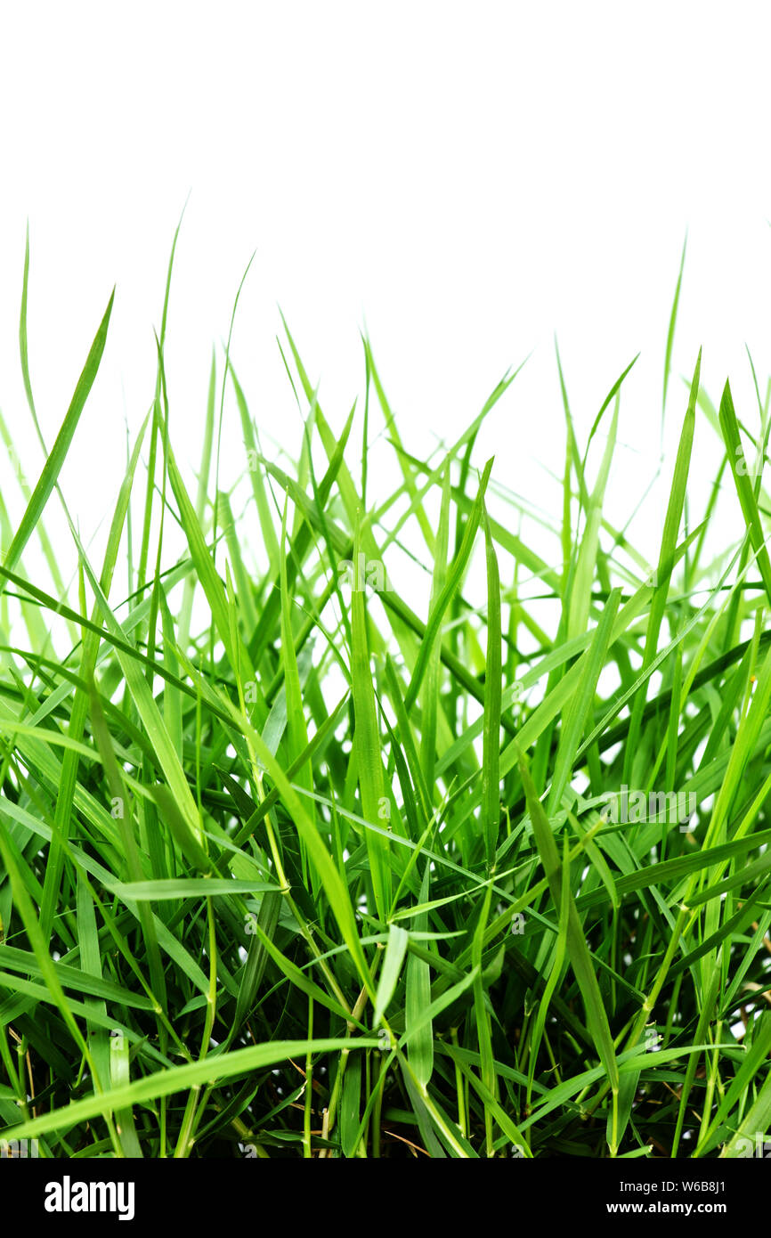green grass on white background Stock Photo