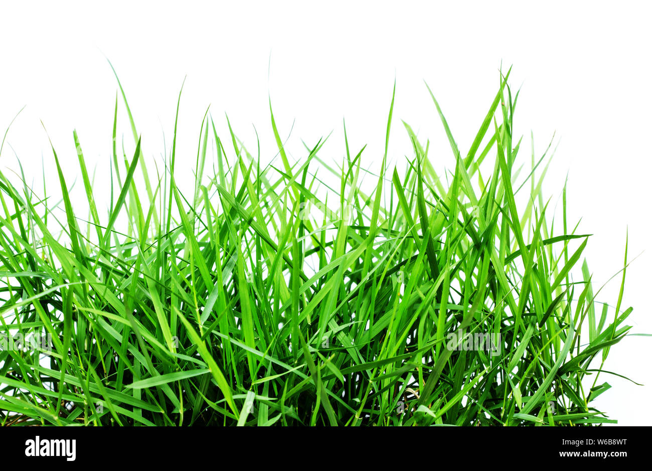 Green grass on white background Stock Photo