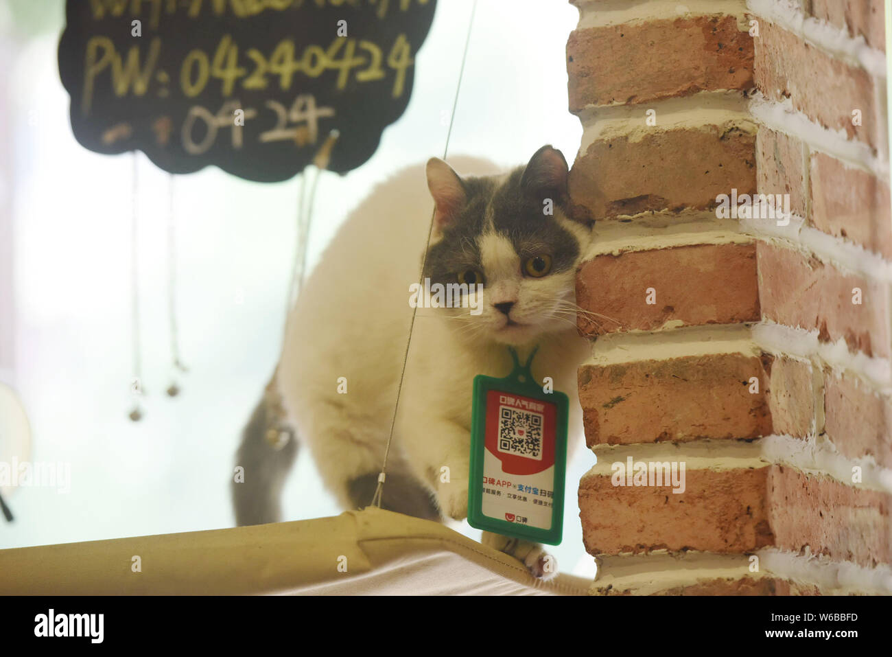 A cat with a QR code via the mobile app of Alibaba's online to offline (O2O) service platform Koubei and online payment service Alipay scanned for pay Stock Photo