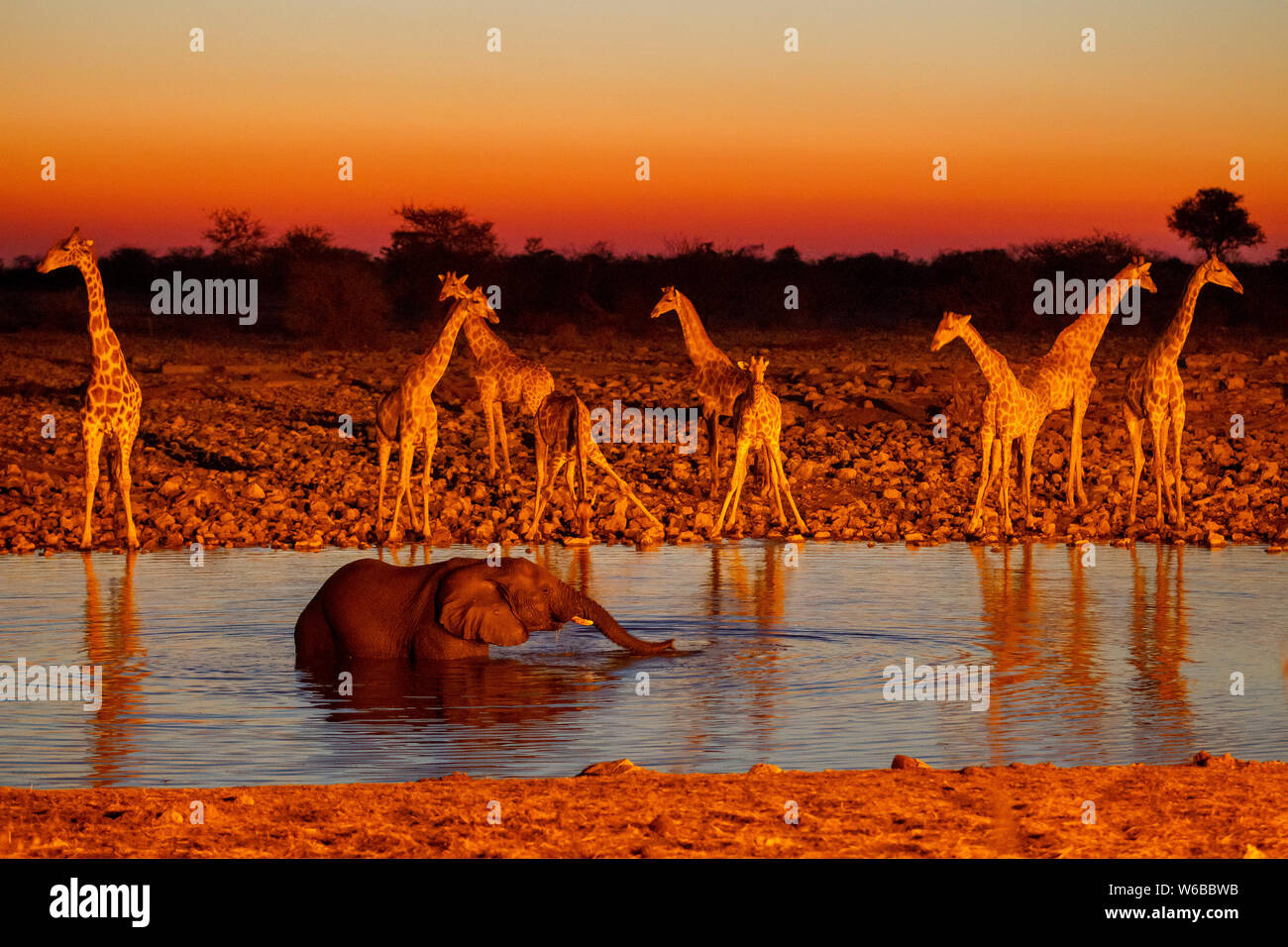 Elephant drinking with giraffes in the background at sunset, Okaukuejo waterhole, Etosha National Park, Namibia Stock Photo