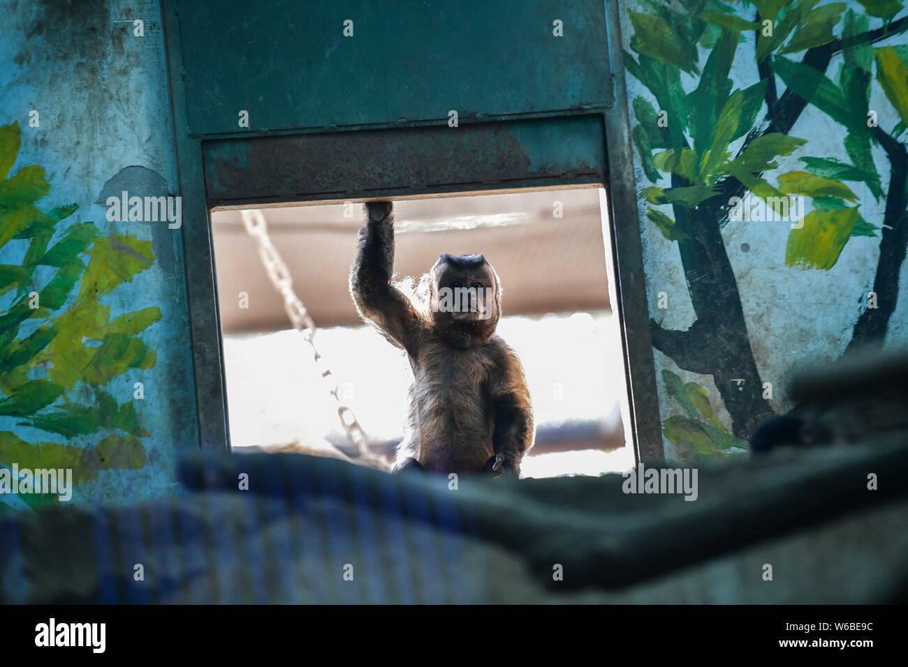 The monkey, a tufted capuchin from South America, with a squareshaped