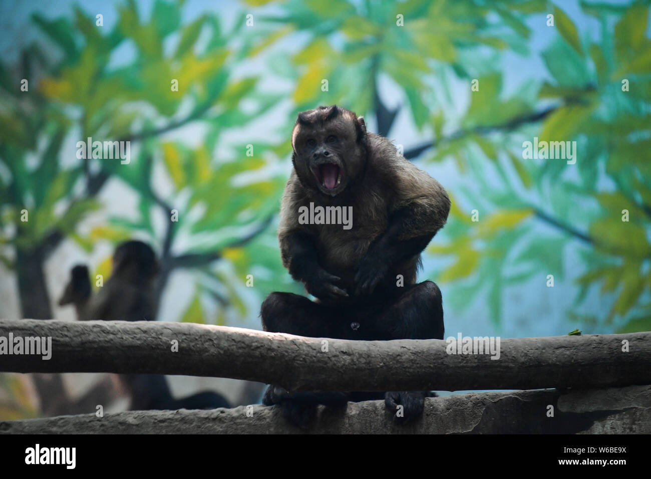 The monkey, a tufted capuchin from South America, with a squareshaped