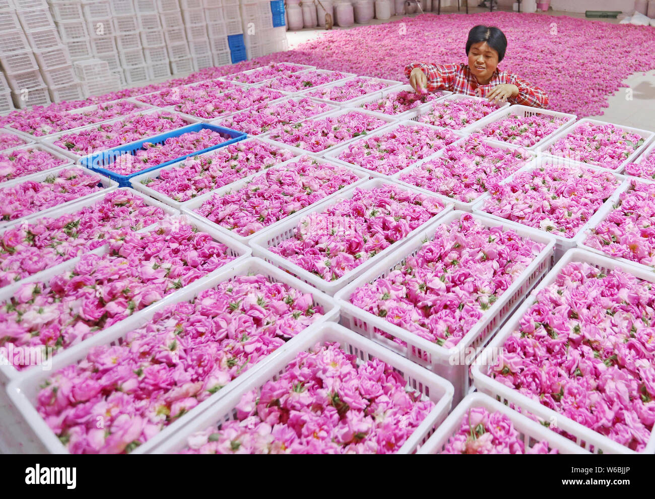 A Chinese farmer sorts out rose petals at a plant in Hai'an county ...