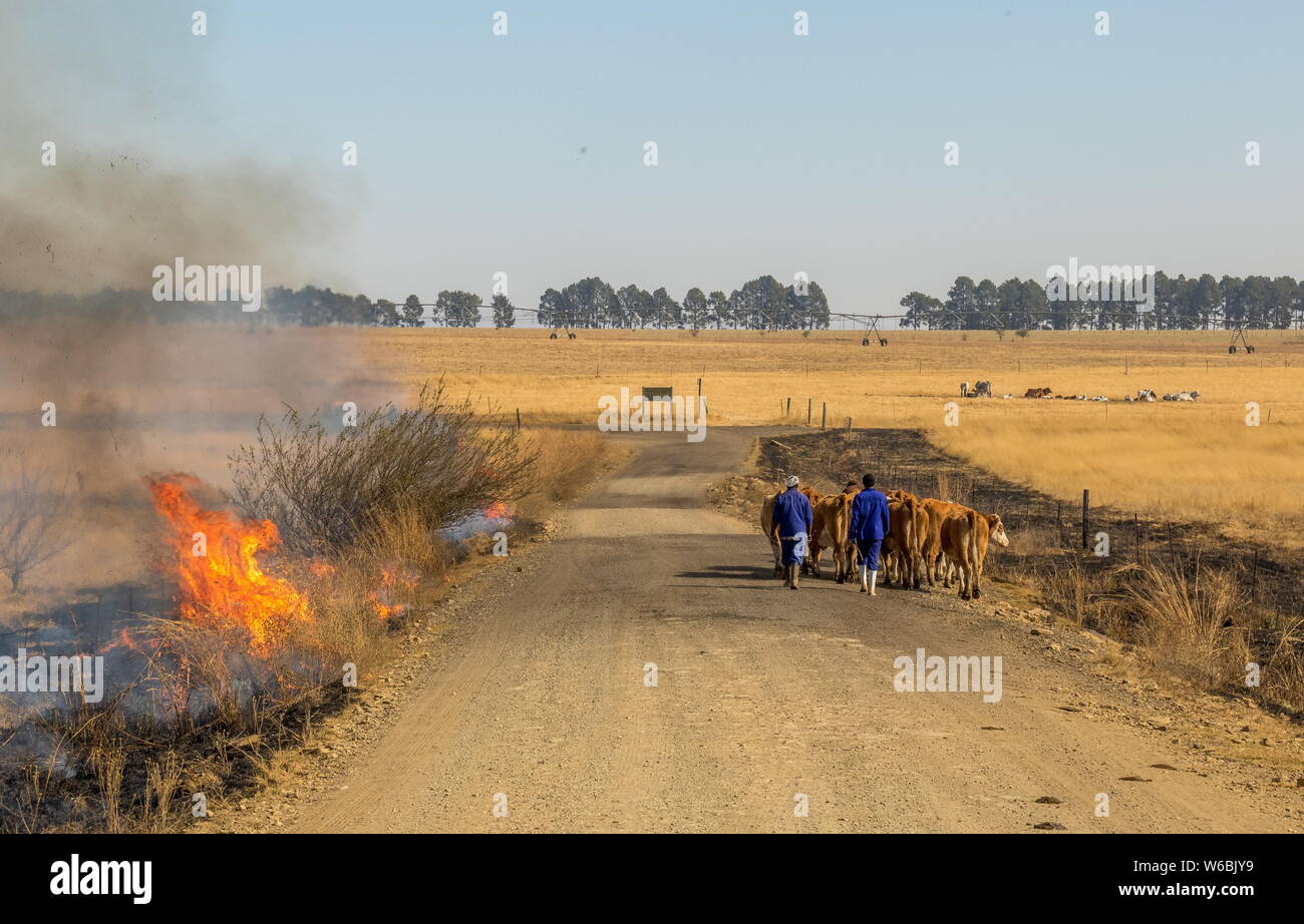 Bergville, South Africa - unidentified farm workers drive cattle along a dusty farm road with fire burning the winter grass next to the road Stock Photo