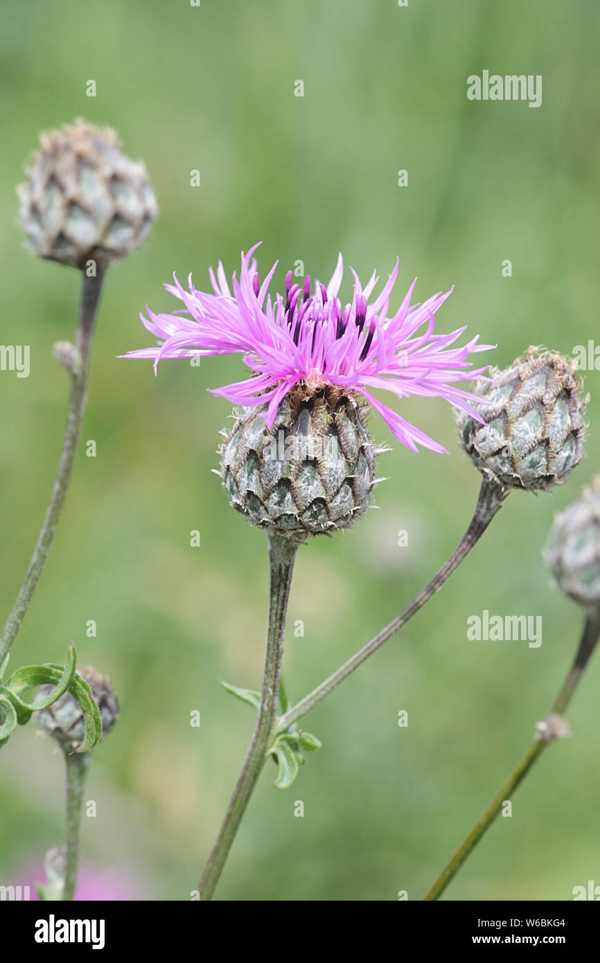 Centaurea scabiosa, known as the Greater Knapweed, growing wild in Finland Stock Photo
