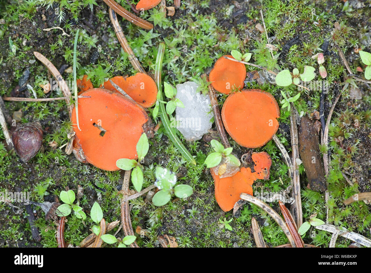 Melastiza cornubiensis, the Orange Cup Fungus Stock Photo