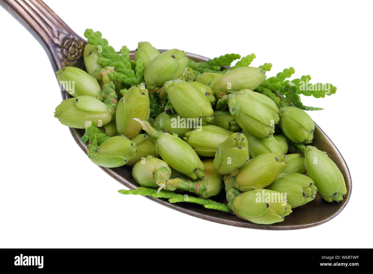 On the old golden spoon there is a dose of natural medicinal product - small cones buds of  spruce thuja  tree. Isolated on white studio macro Stock Photo