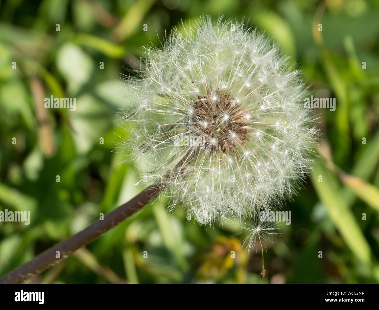 Dandelion with a seed and it's pappus about to fall free Stock Photo ...