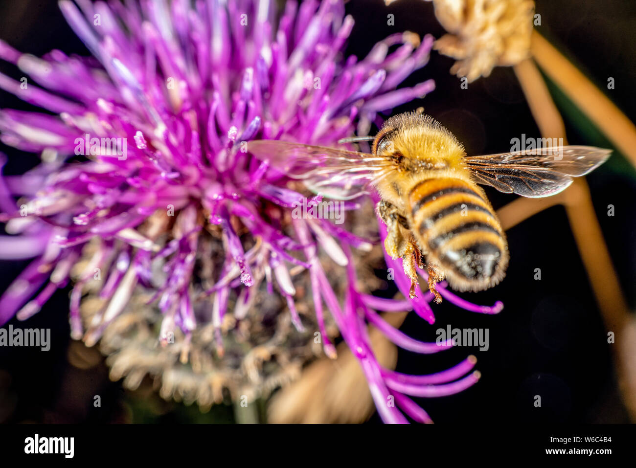 Blue purple striped flower hi-res stock photography and images - Alamy
