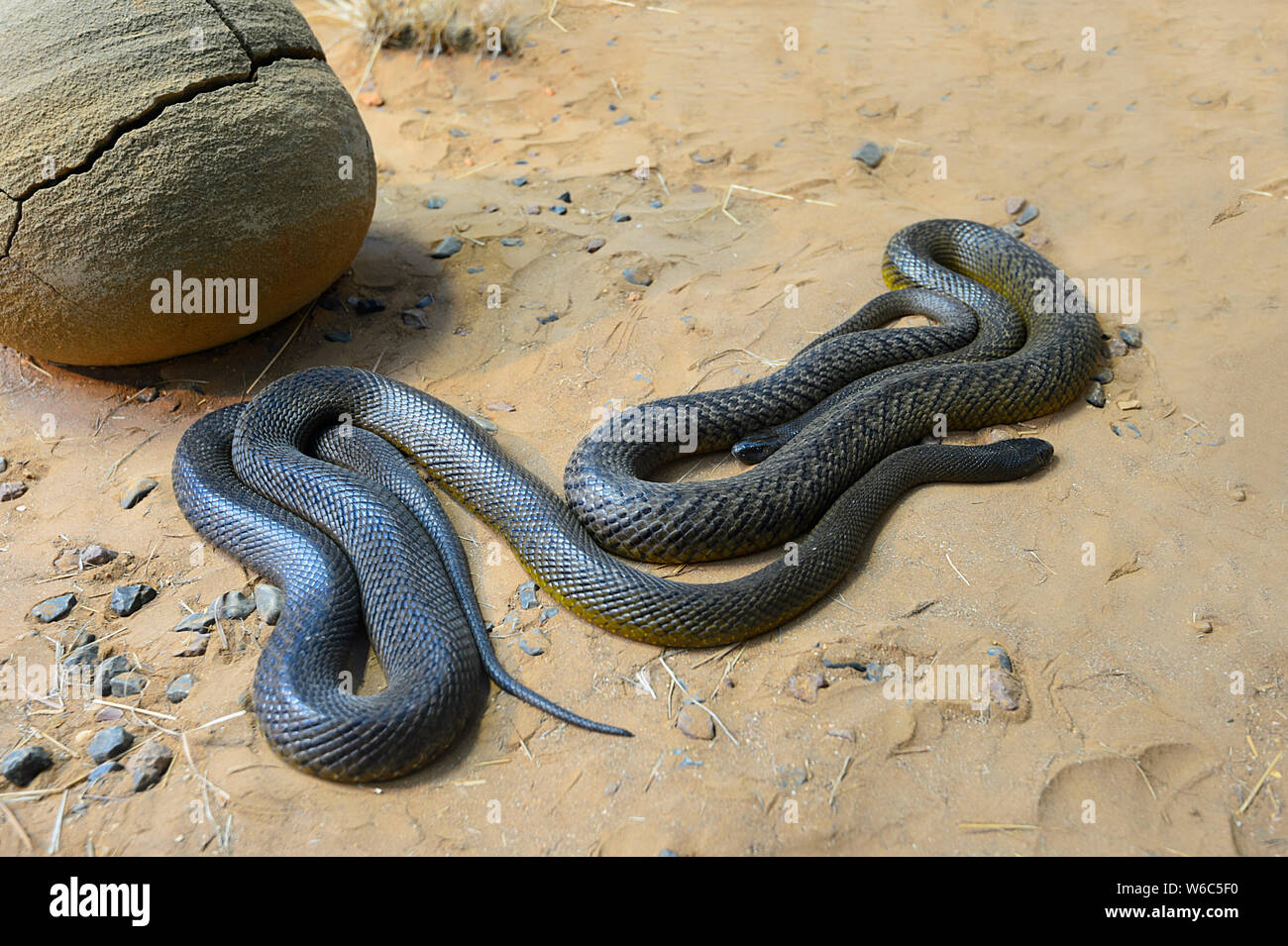 Taipan Fierce (Oxyuranus microlepidotus) is native to Australia Stock - Alamy