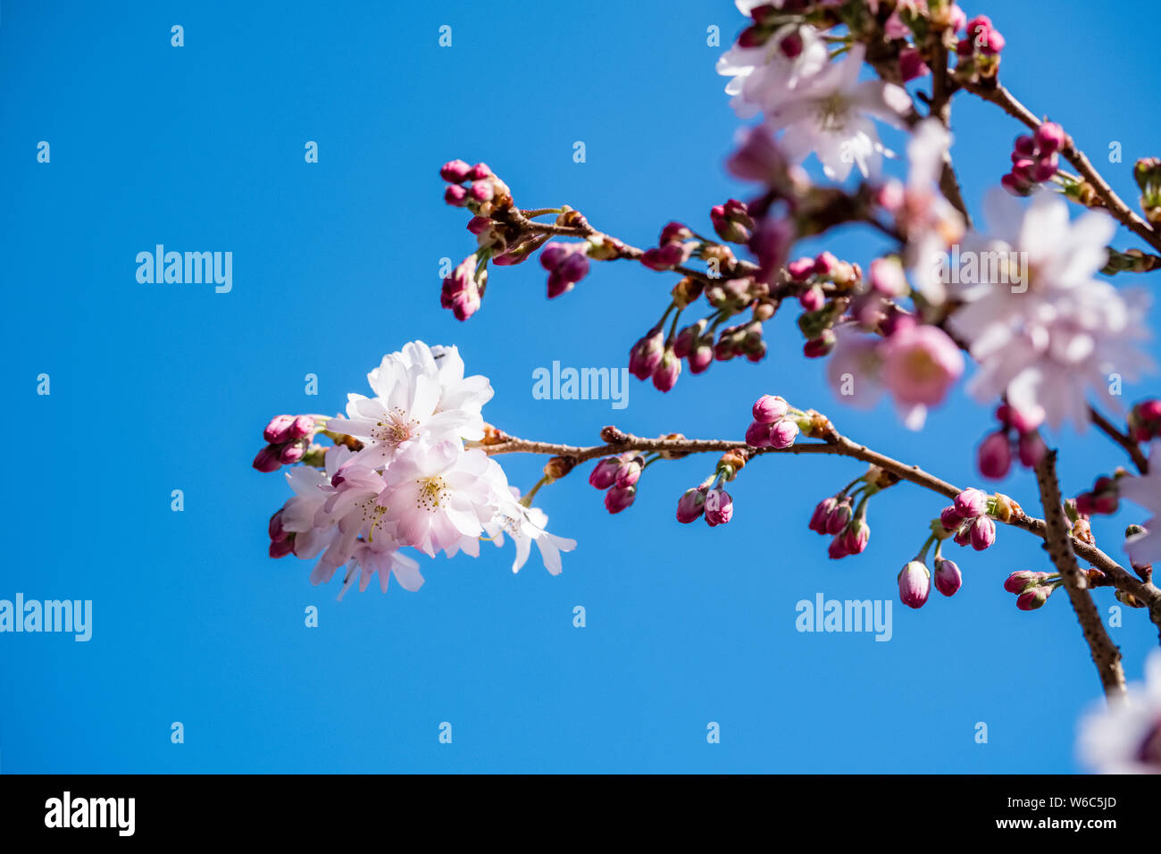 Blossoms of a Higan cherry (Prunus subhirtella), a japanese cherry tree, in full bloom Stock Photo