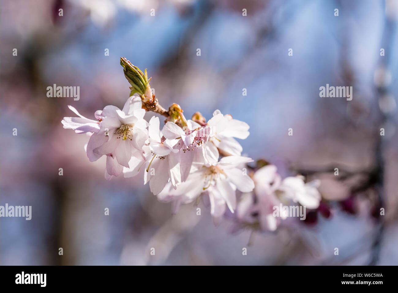Blossoms of a Higan cherry (Prunus subhirtella), a japanese cherry tree, in full bloom Stock Photo