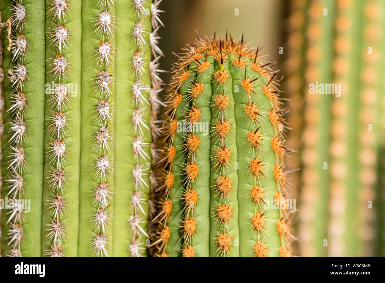 Thorny trunk of a Cactus (Haageocereus multangularis) Stock Photo