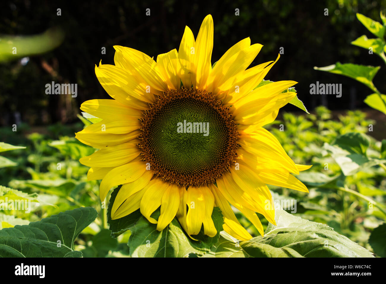Sun flowers Stock Photo