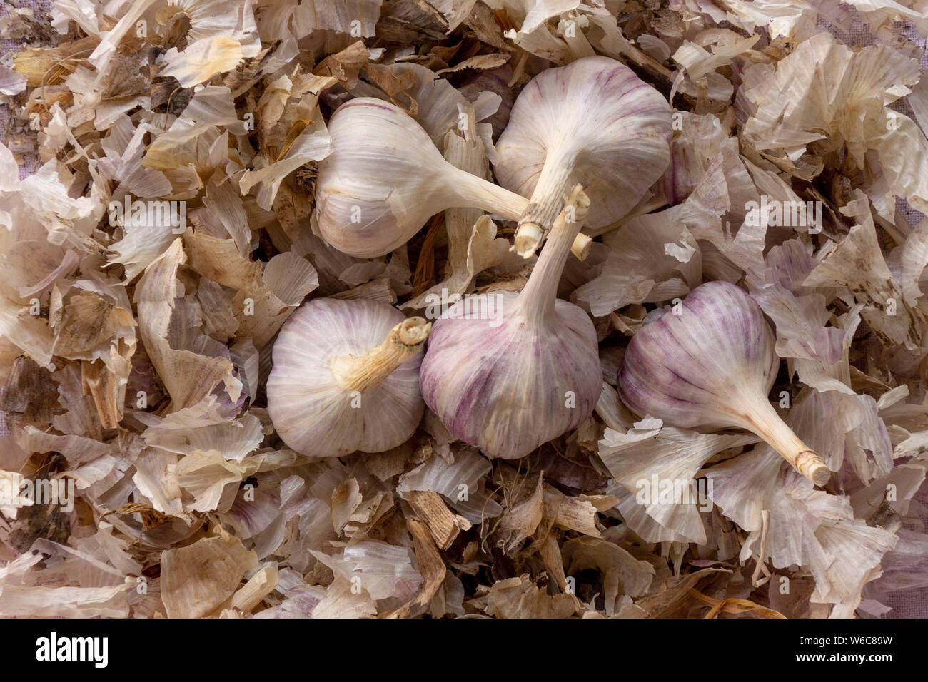 Peeling bulbs hi-res stock photography and images - Alamy