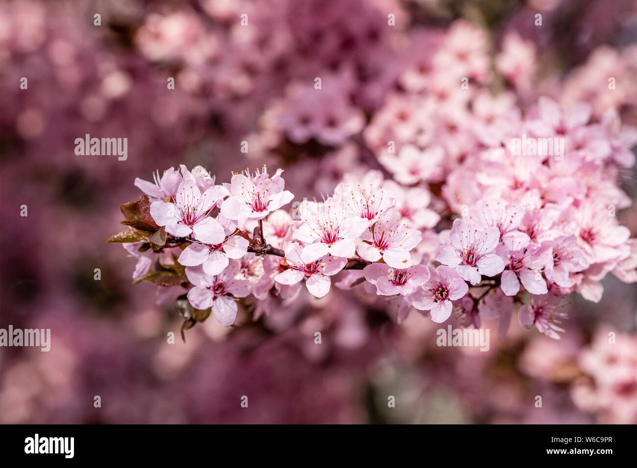 Pink blossoms of a Kanhizakura japanese cherry tree (Prunus campanulata) in full bloom Stock Photo