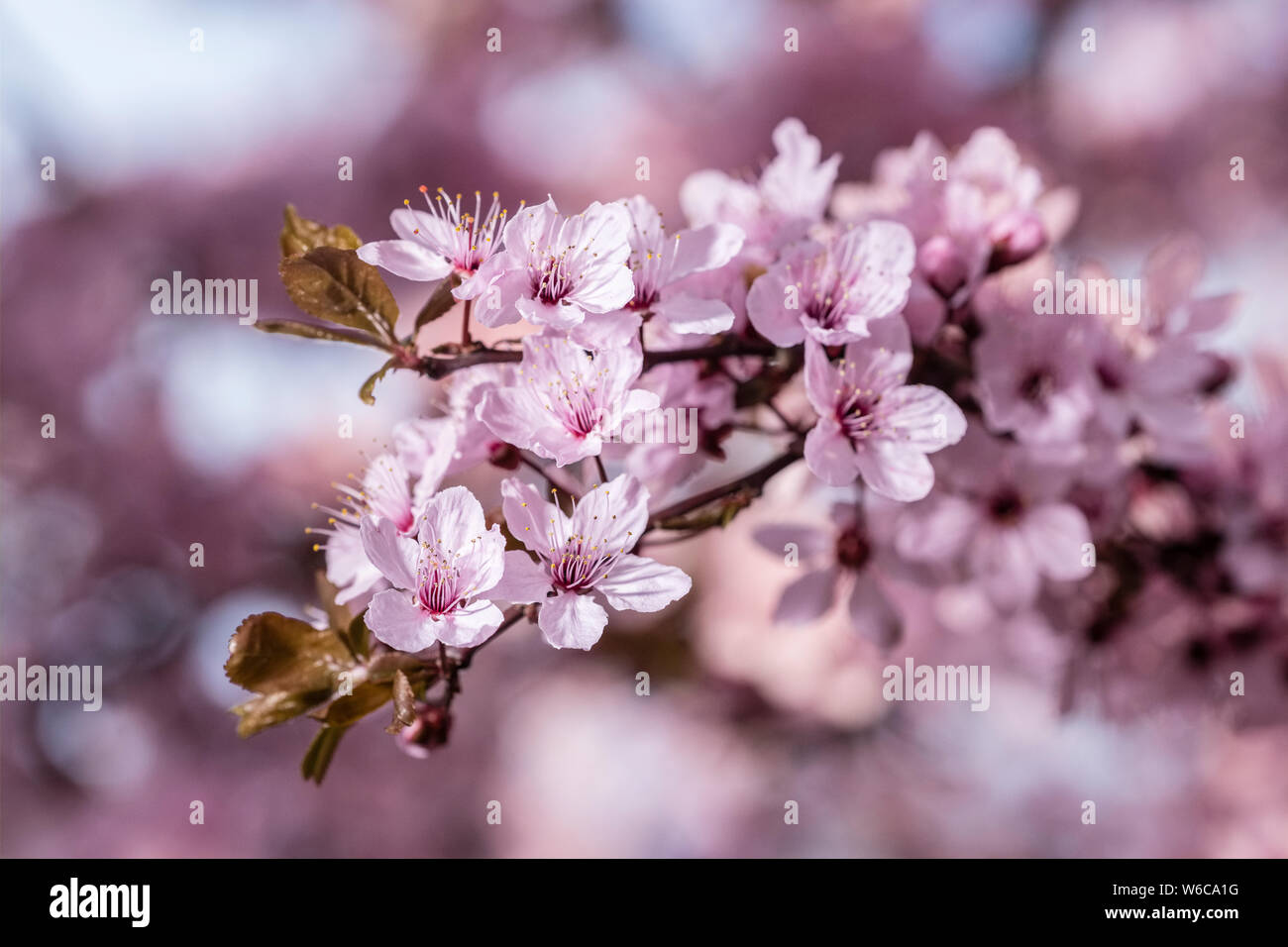 Pink blossoms of a Kanhizakura japanese cherry tree (Prunus campanulata) in full bloom Stock Photo