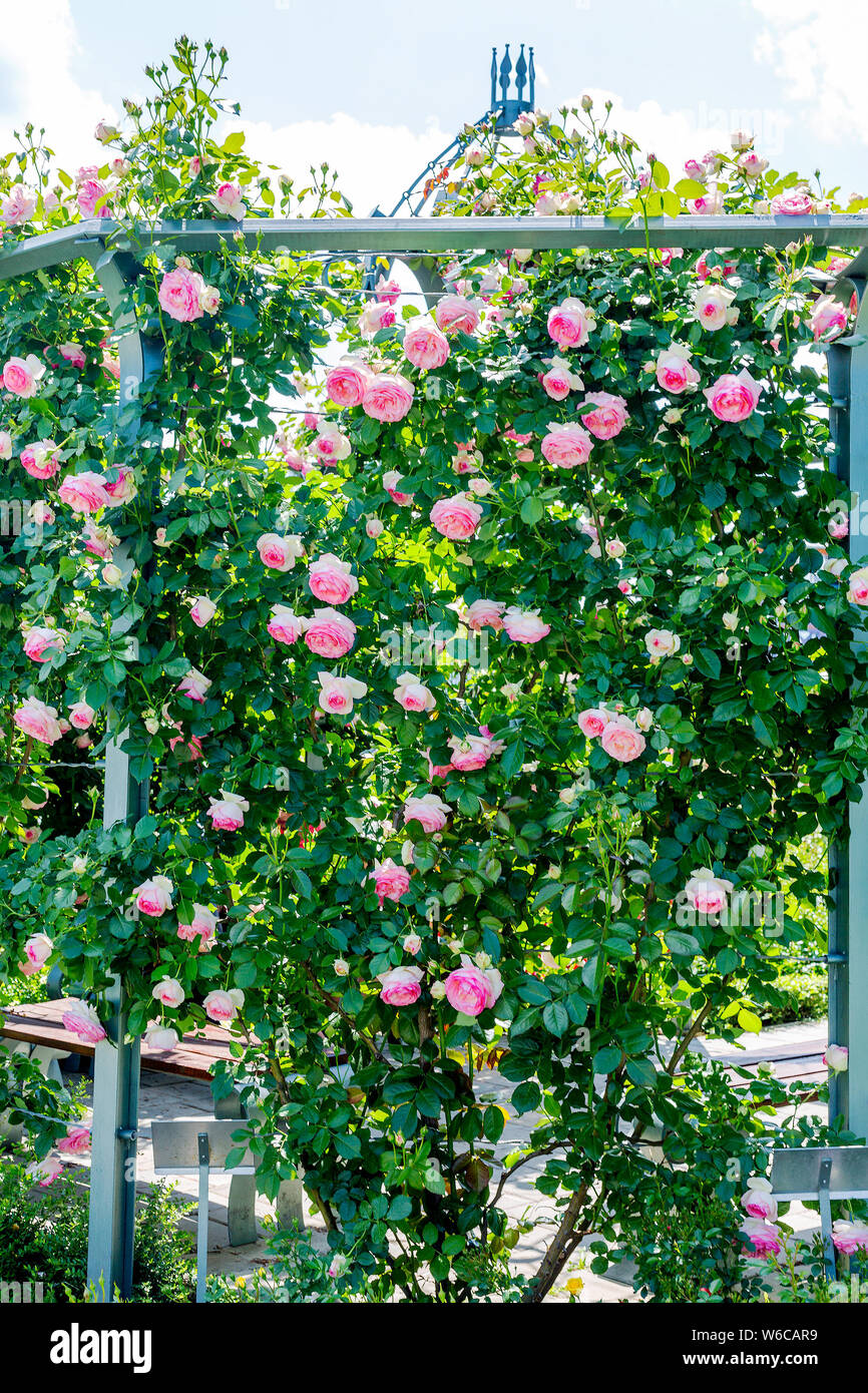 Pink rose Eden climbing along the base of arbor in garden. Vertical photo Stock Photo