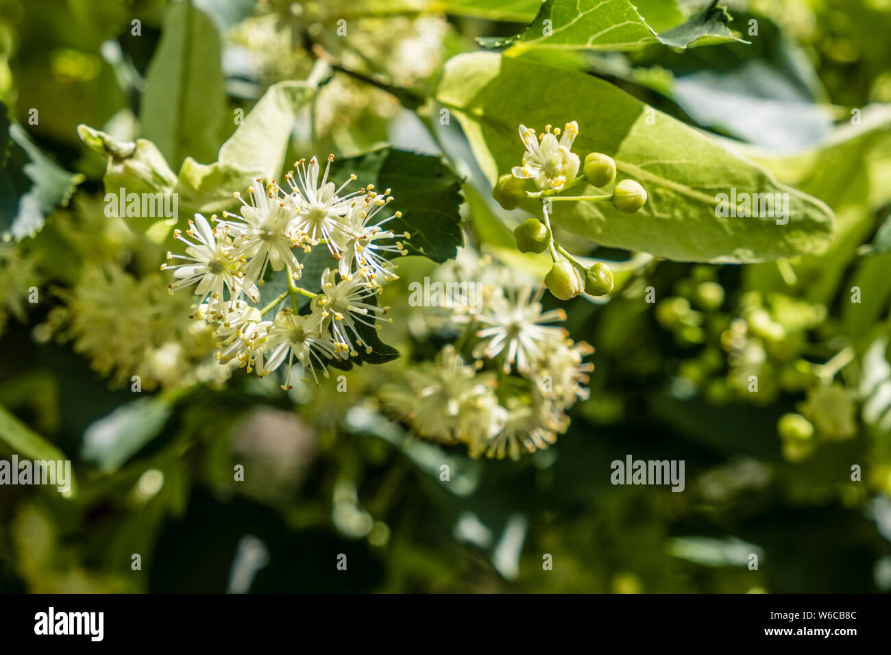 Blossoms of a Large-leaved Linden (Tilia platyphyllos) in full bloom Stock Photo
