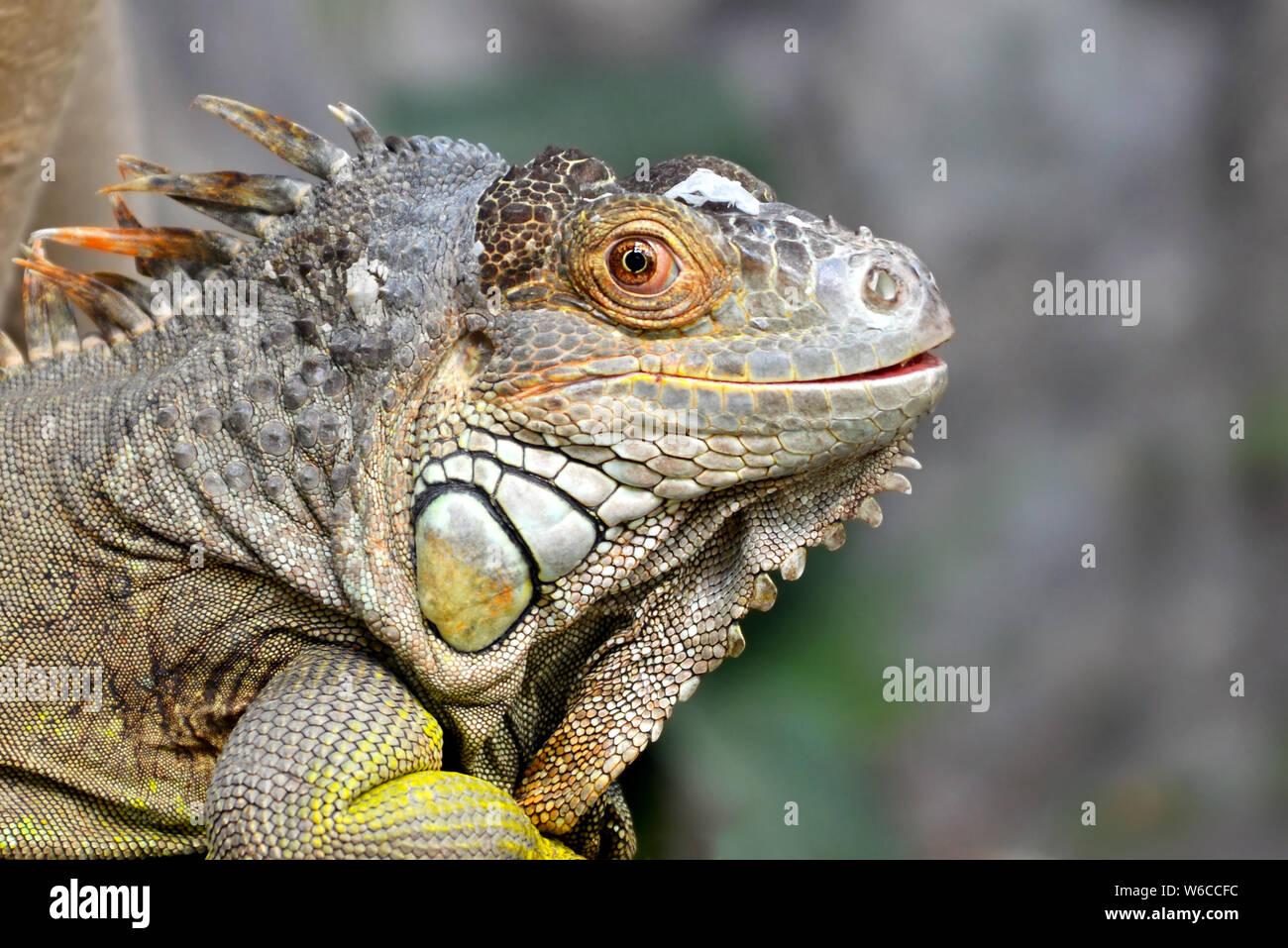 Close up of head of gray and brown colored beautiful Iguana Leguan ...