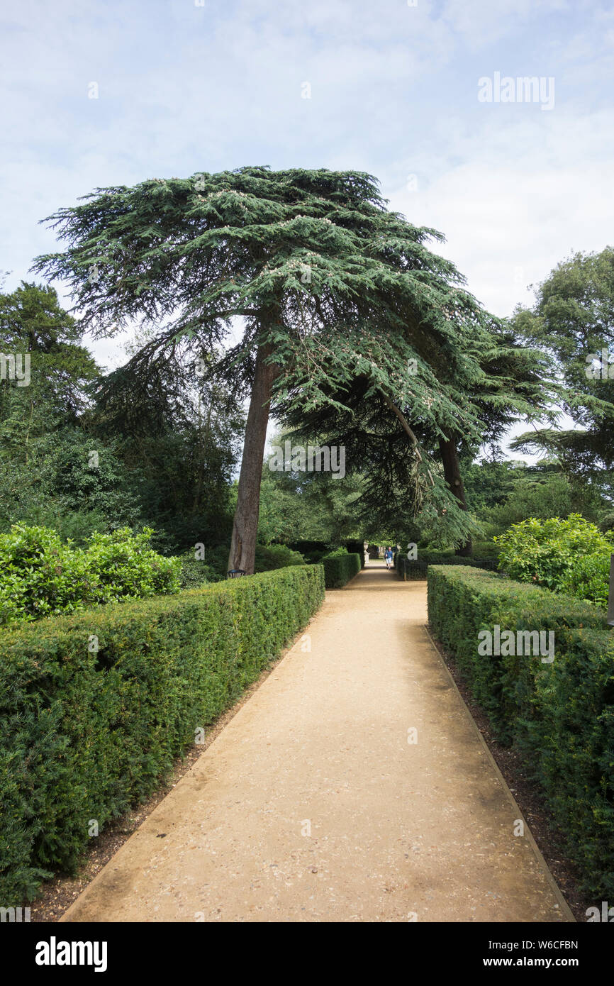 Cedars of Lebanon on the Patte D’Oie, Chiswick House, - a Palladian villa in Chiswick, in west London, UK Stock Photo