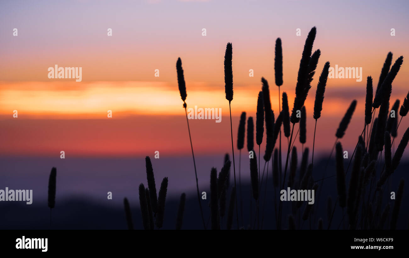 Tall Harding Grass (Phalaris aquatica) silhouette at sunset; colorful sky visible in the background; Santa Cruz mountains, California; These grasses a Stock Photo