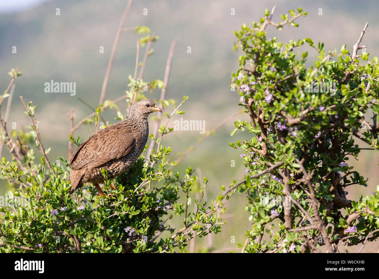 South Africa, North West Province: Natal spurfowl (Francolinus natalensis) in the Pilanesberg Game Reserve Stock Photo