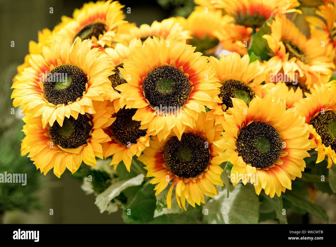 Colorful bunch of yellow sunflowers or Helianthus in a summer nursery in a close up view for flower arranging and interior decor Stock Photo