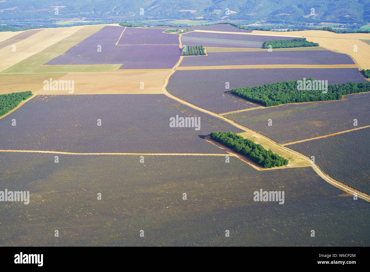 AERIAL VIEW. Groves and fields of lavender and wheat on the Valensole Plateau. Puimoisson, Provence-Alpes-Côte d'Azur, France. Stock Photo