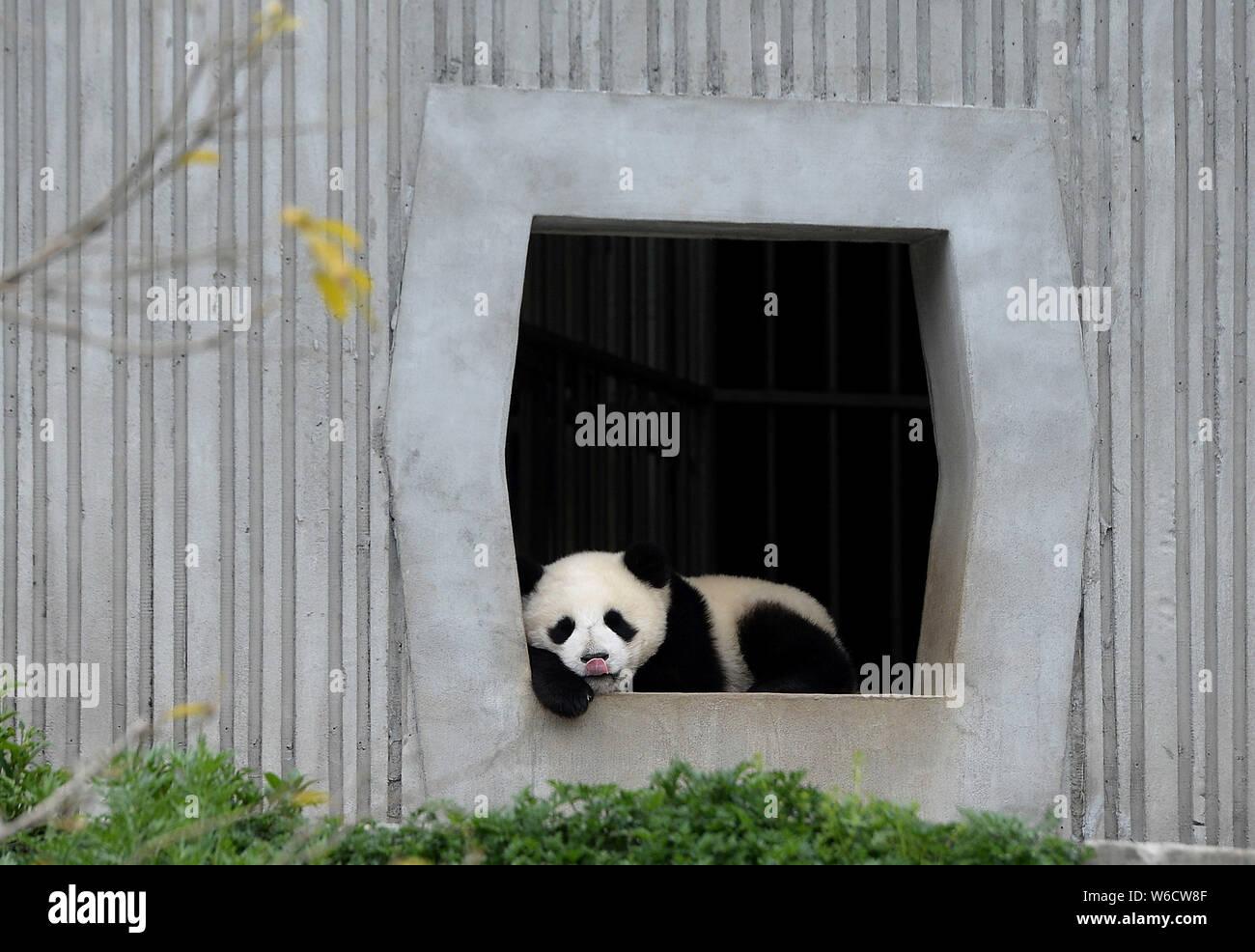 A giant panda rests at the Wolong National Nature Reserve in Gengda town, Wenchuan county, Ngawa Tibetan and Qiang Autonomous Prefecture, southwest Ch Stock Photo