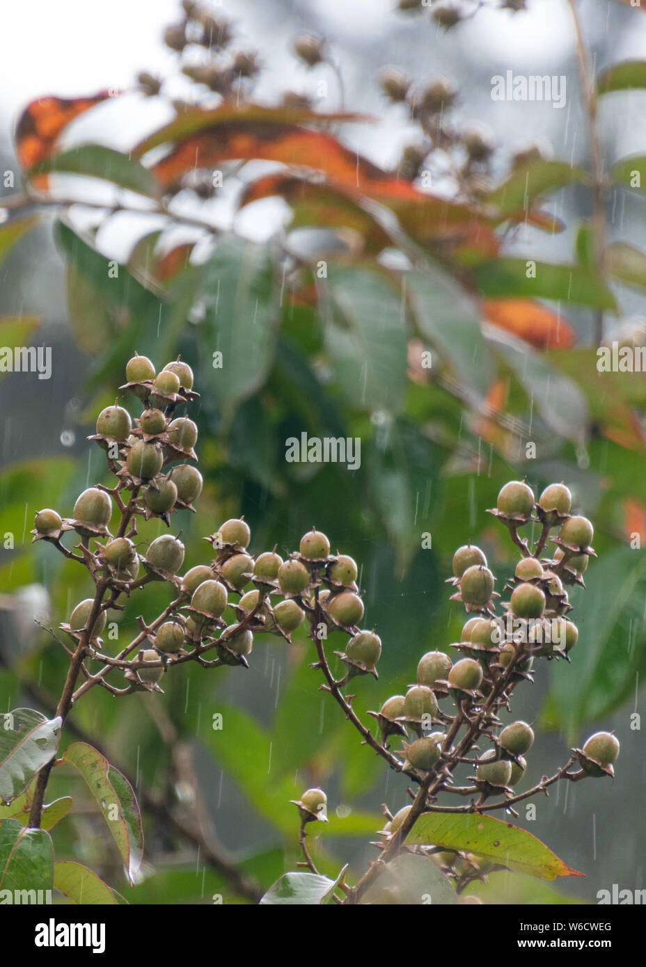 Indian beech tree hi-res stock photography and images - Alamy