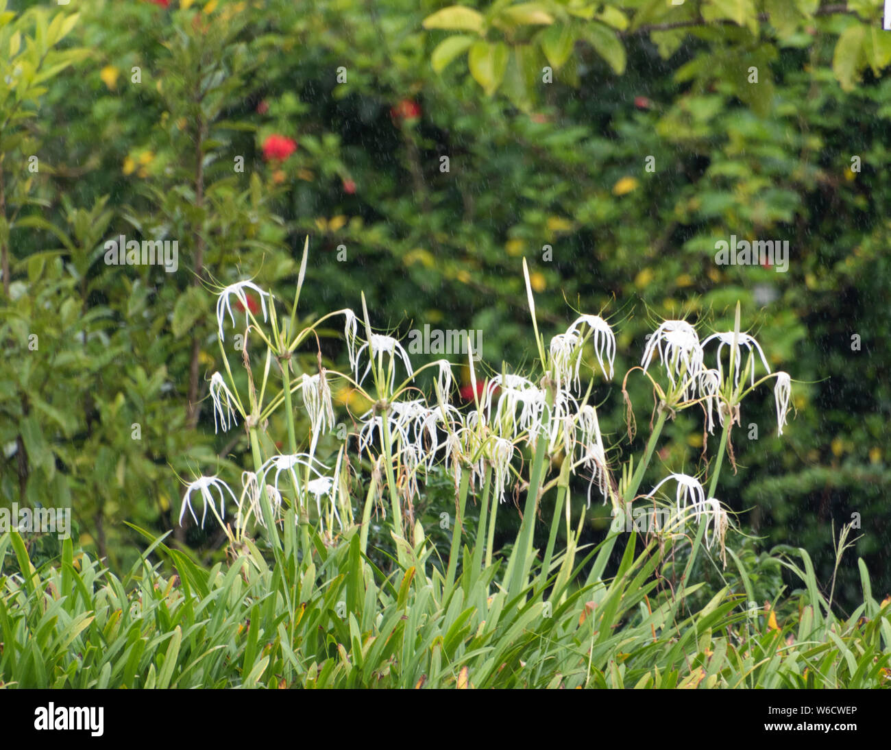 Hymenocallis littoralis (Spider Lily) Stock Photo