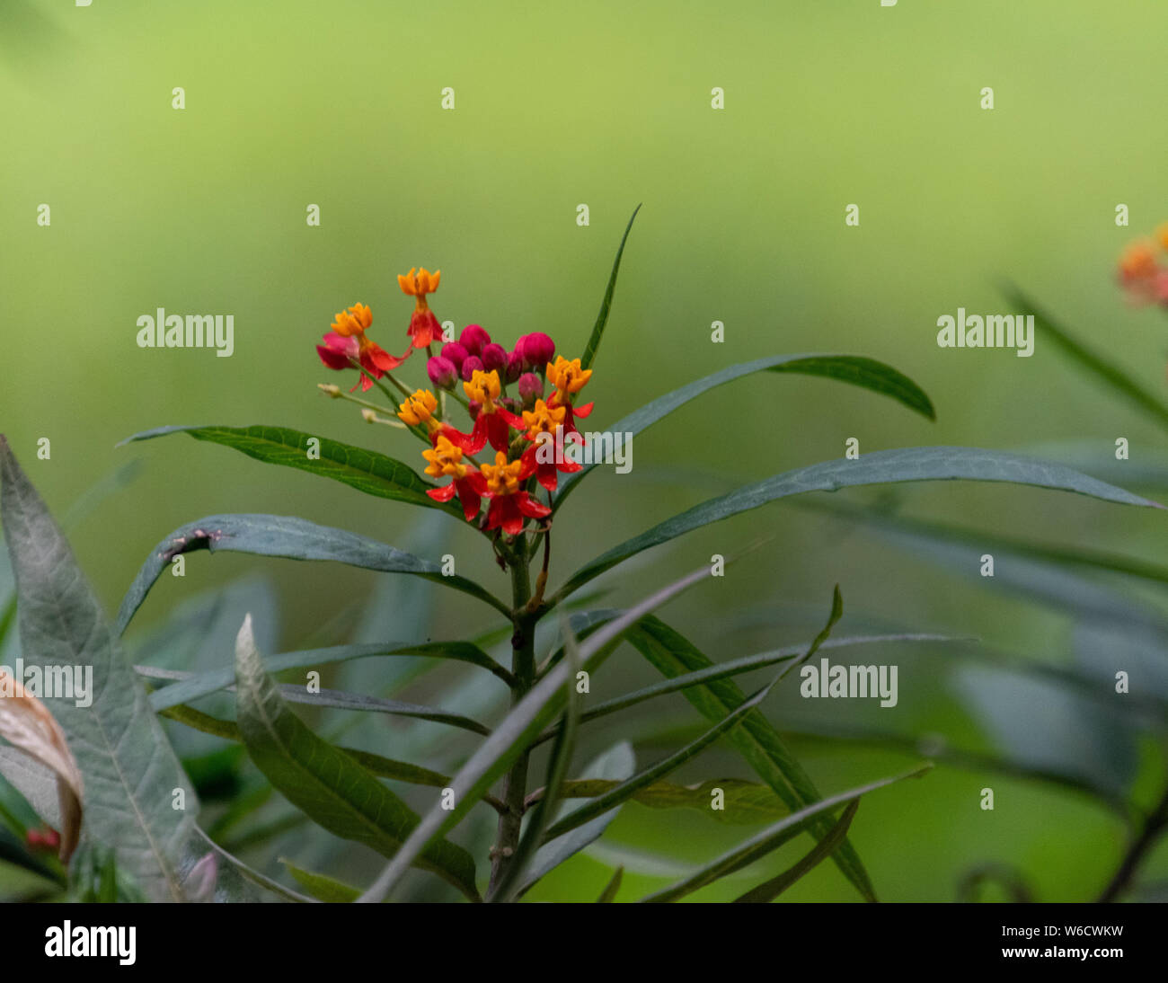 Mexican Butterfly Weed Stock Photo
