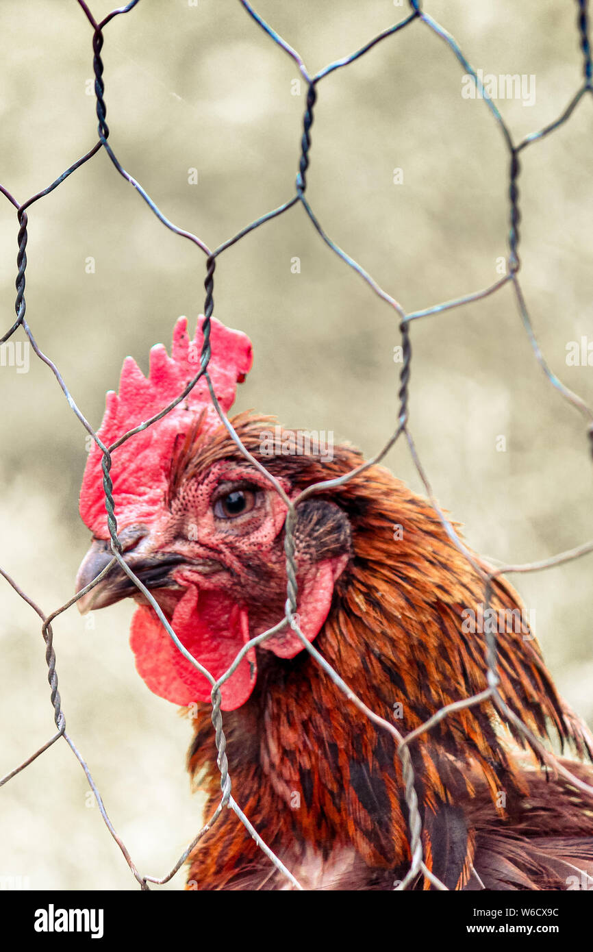 Vertical photo of sad brown hen in chicken cage. Behind fence. Animal abuse, cruelty to animals. Hen cages, battery cage. Chicken flu, diseases. Free range chickens. Blurred background. Stock Photo