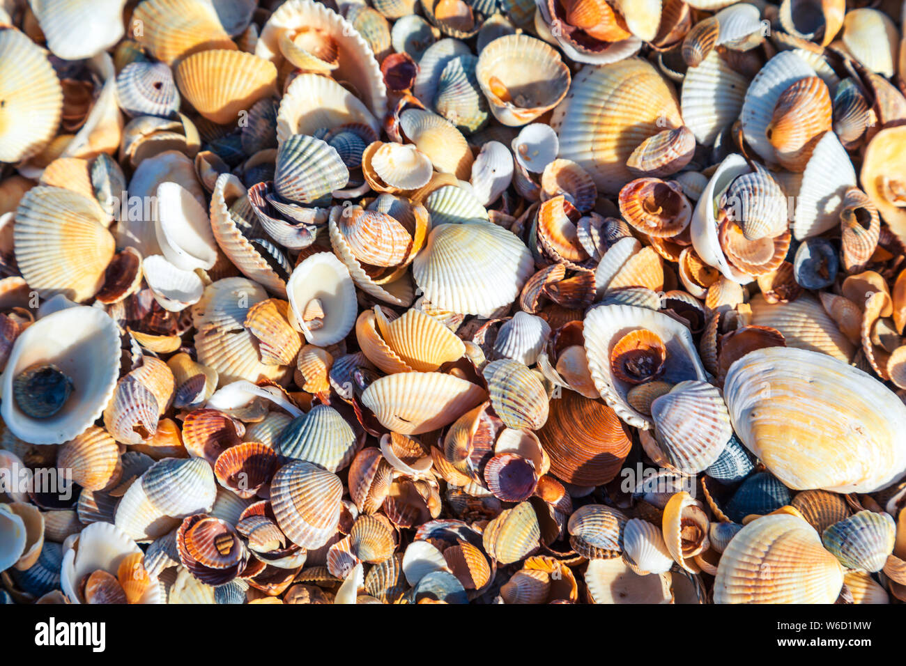 Seashells background close up. View from above. Texture, pattern. Stock Photo