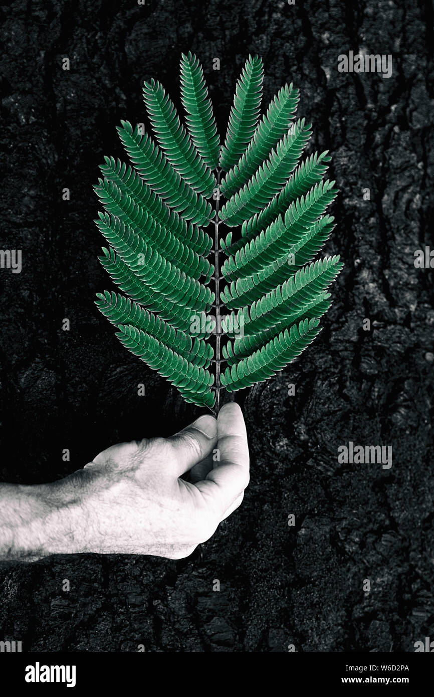 pink silk tree leaf on trunk IV Stock Photo Alamy