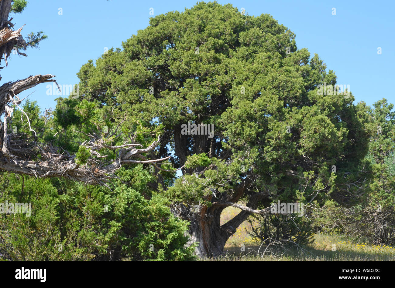 Juniper trees and high plateaus in the Hissar or Gissar mountains ...